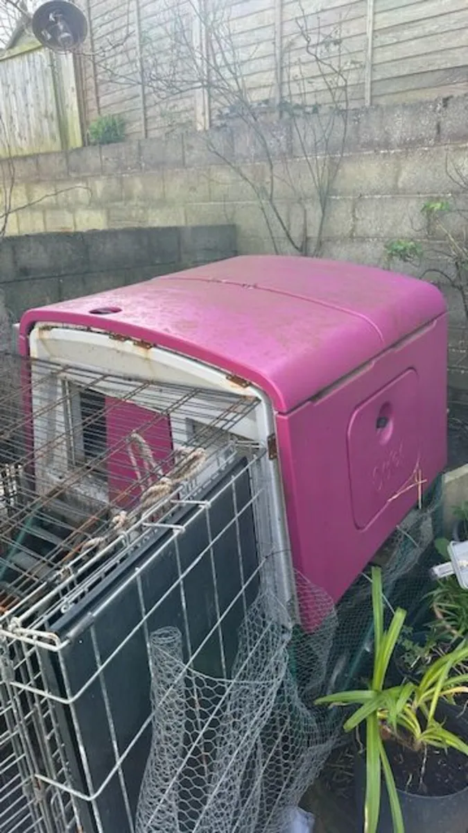 Eglu Cube Chicken Coop with Autodoor + 2 Chickens - Image 4