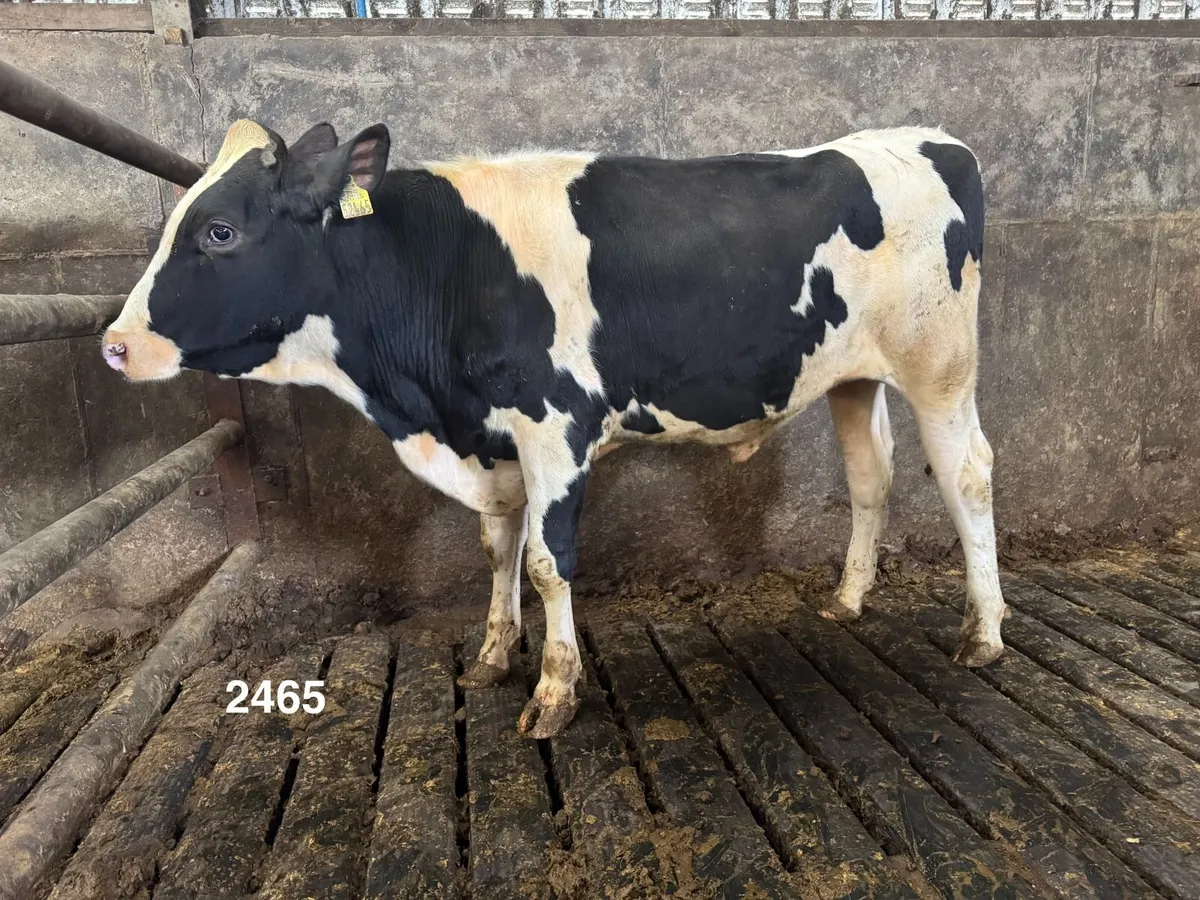 Holstein Friesian Bulls ++ Dams over 850 kg/MS ++ - Image 1