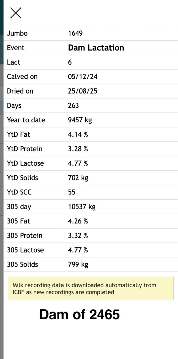 Holstein Friesian Bulls ++ Dams over 850 kg/MS ++ - Image 2