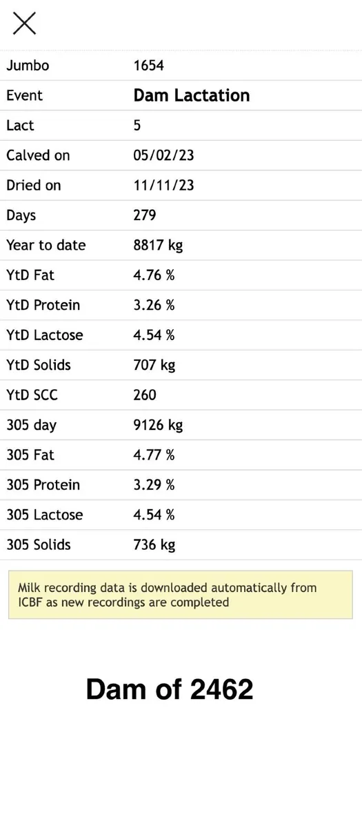 Holstein Friesian Bulls ++ Dams over 850 kg/MS ++ - Image 4