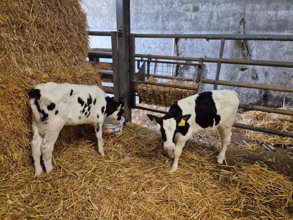 Five Pedigree registered Holstein Calves - Image 1