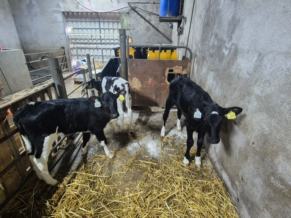 Five Pedigree registered Holstein Calves - Image 2