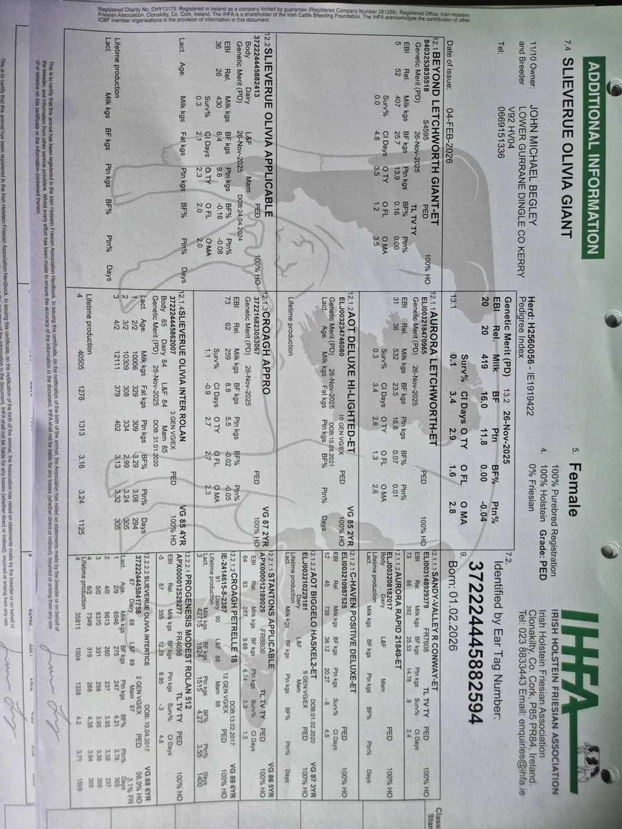 Five Pedigree registered Holstein Calves - Image 4