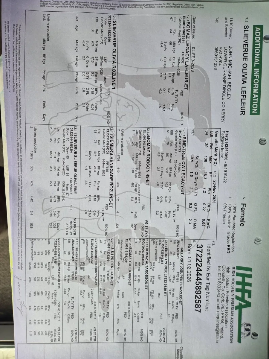 Five Pedigree registered Holstein Calves - Image 3