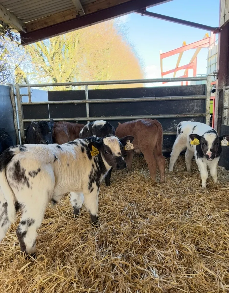 9 super continental bulls 🔥🔥 - Image 1