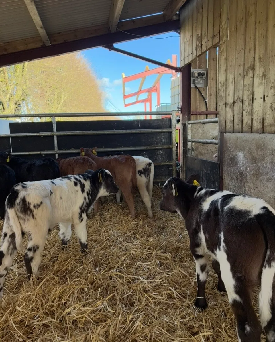 9 super continental bulls 🔥🔥 - Image 2