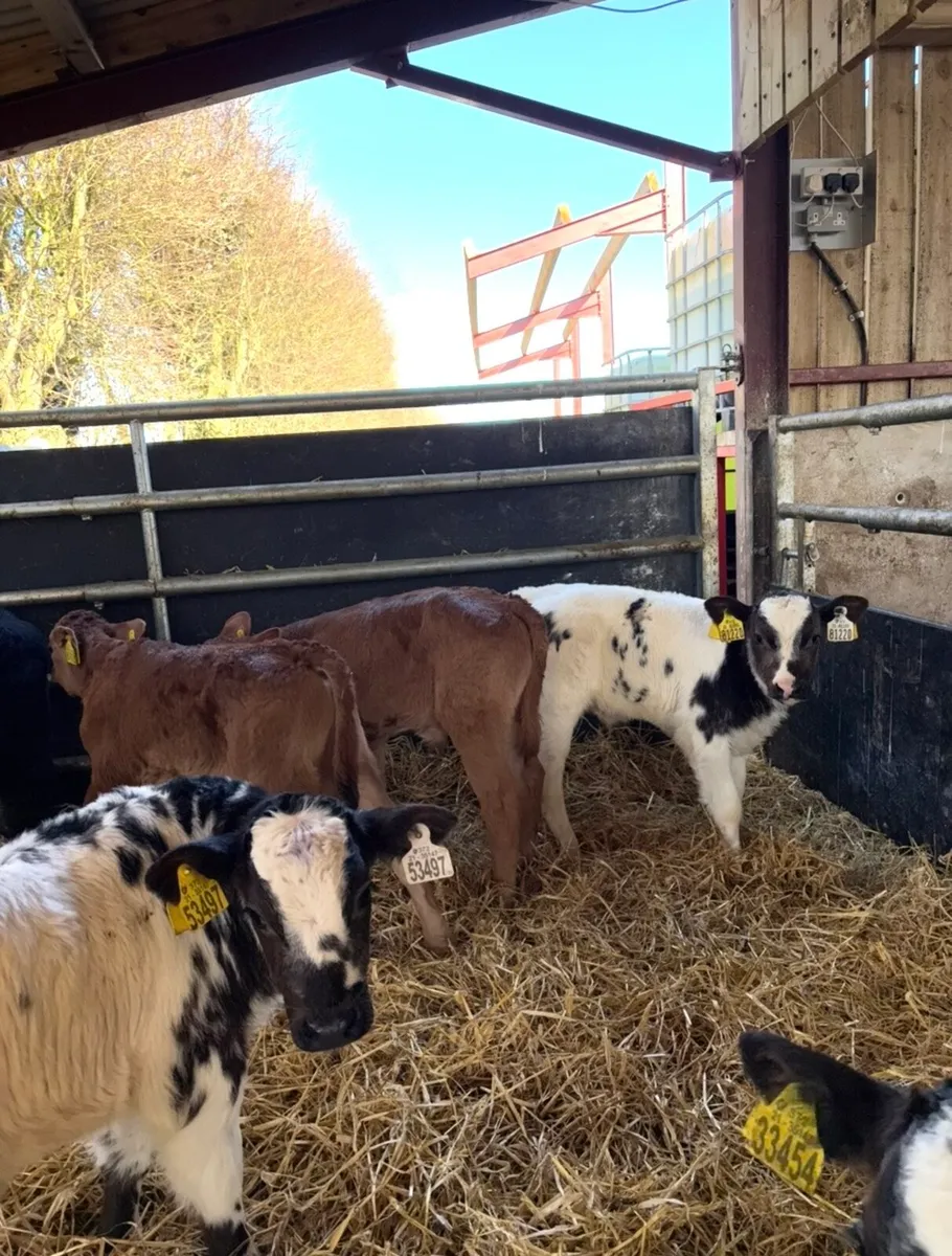 9 super continental bulls 🔥🔥 - Image 3