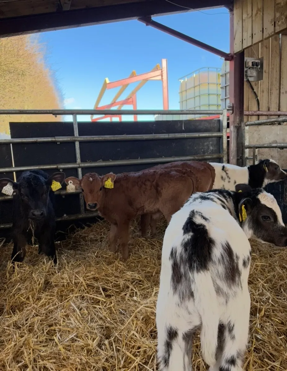 9 super continental bulls 🔥🔥 - Image 4