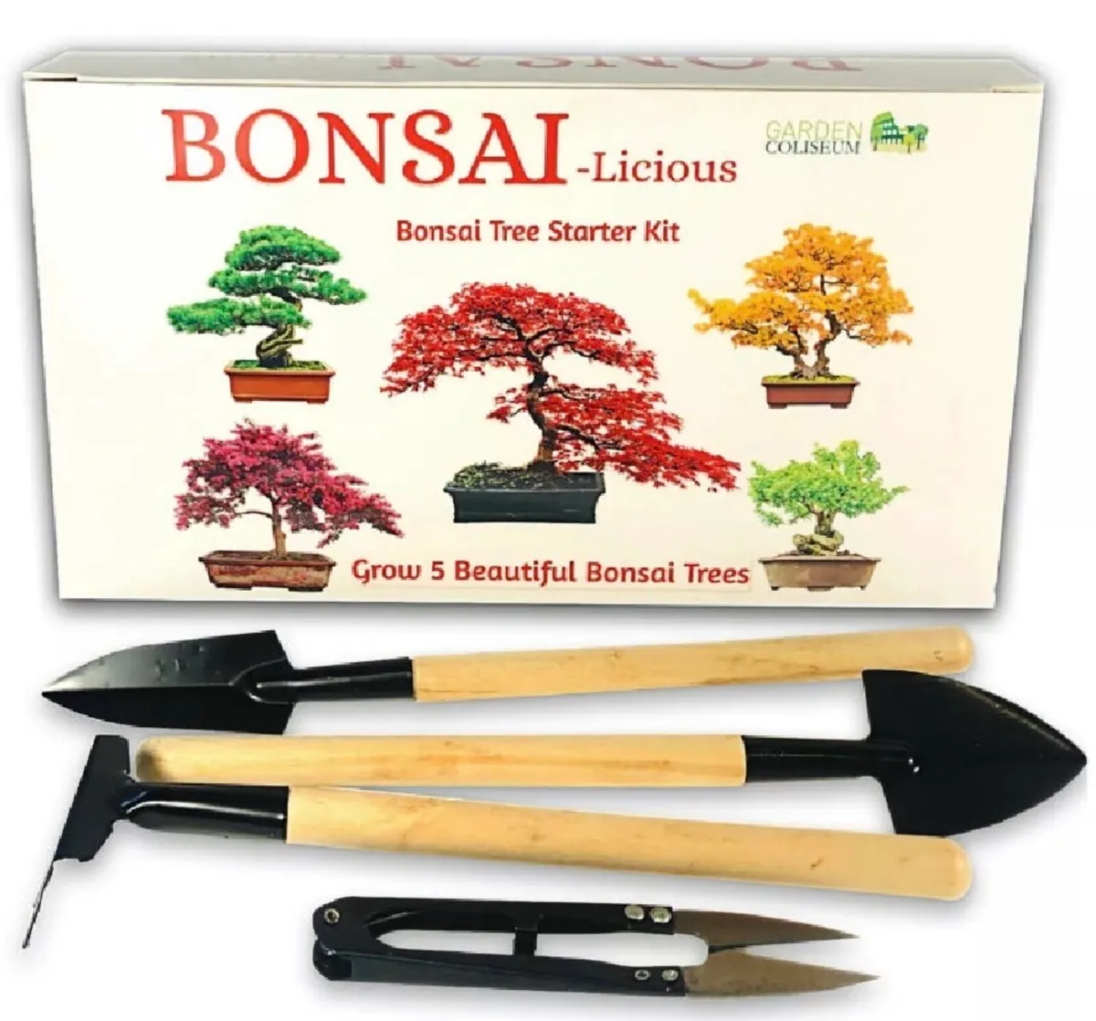 Bonsai Tree Kit Grow 6 Bonsai Trees - Image 1