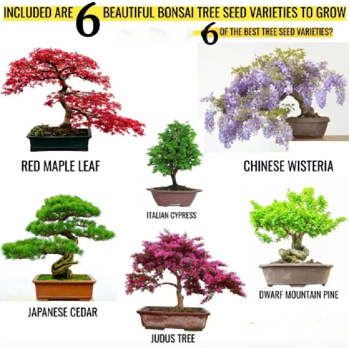 Bonsai Tree Kit Grow 6 Bonsai Trees - Image 3