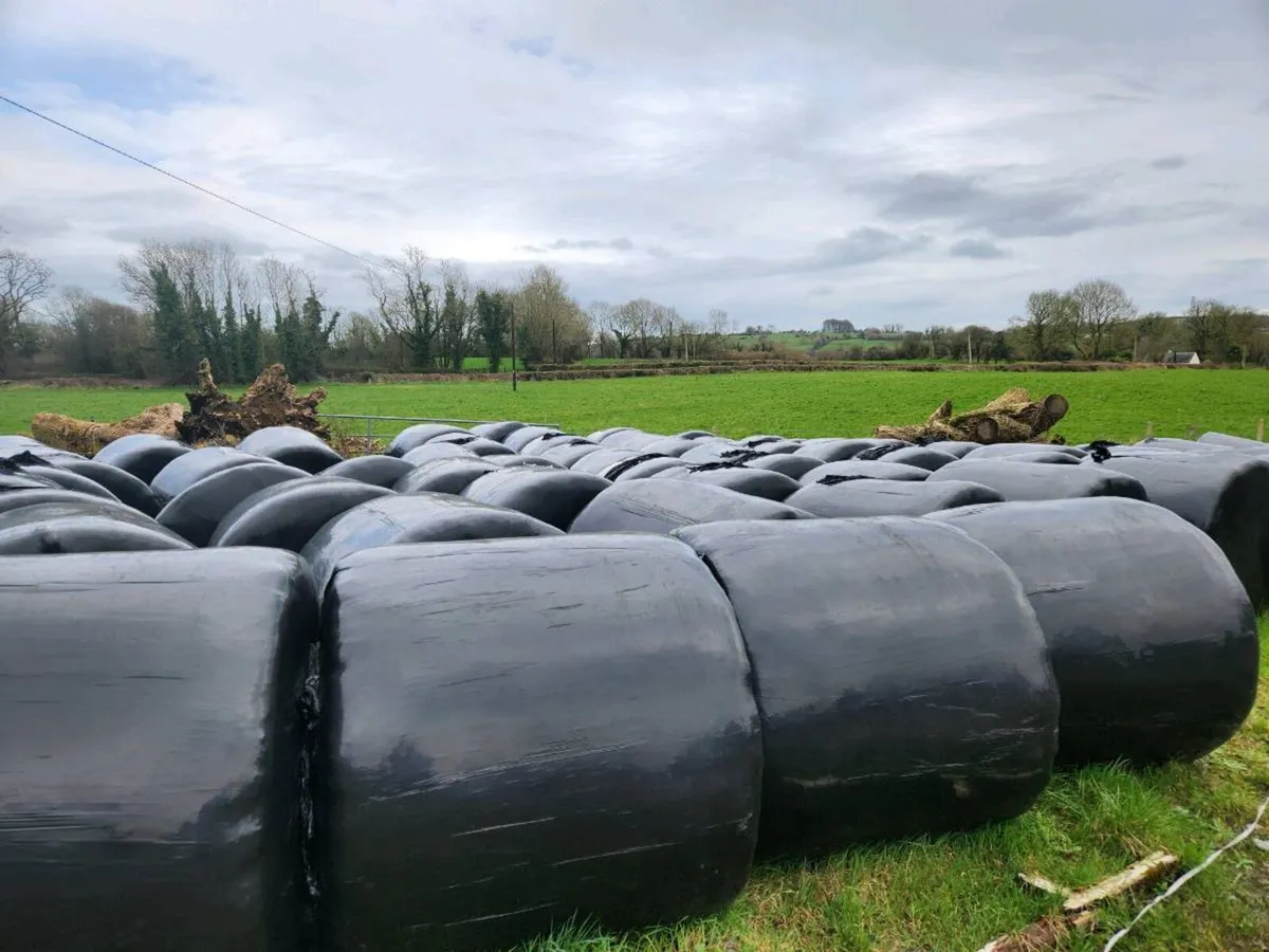 Silage/haylage bales for sale - Image 3