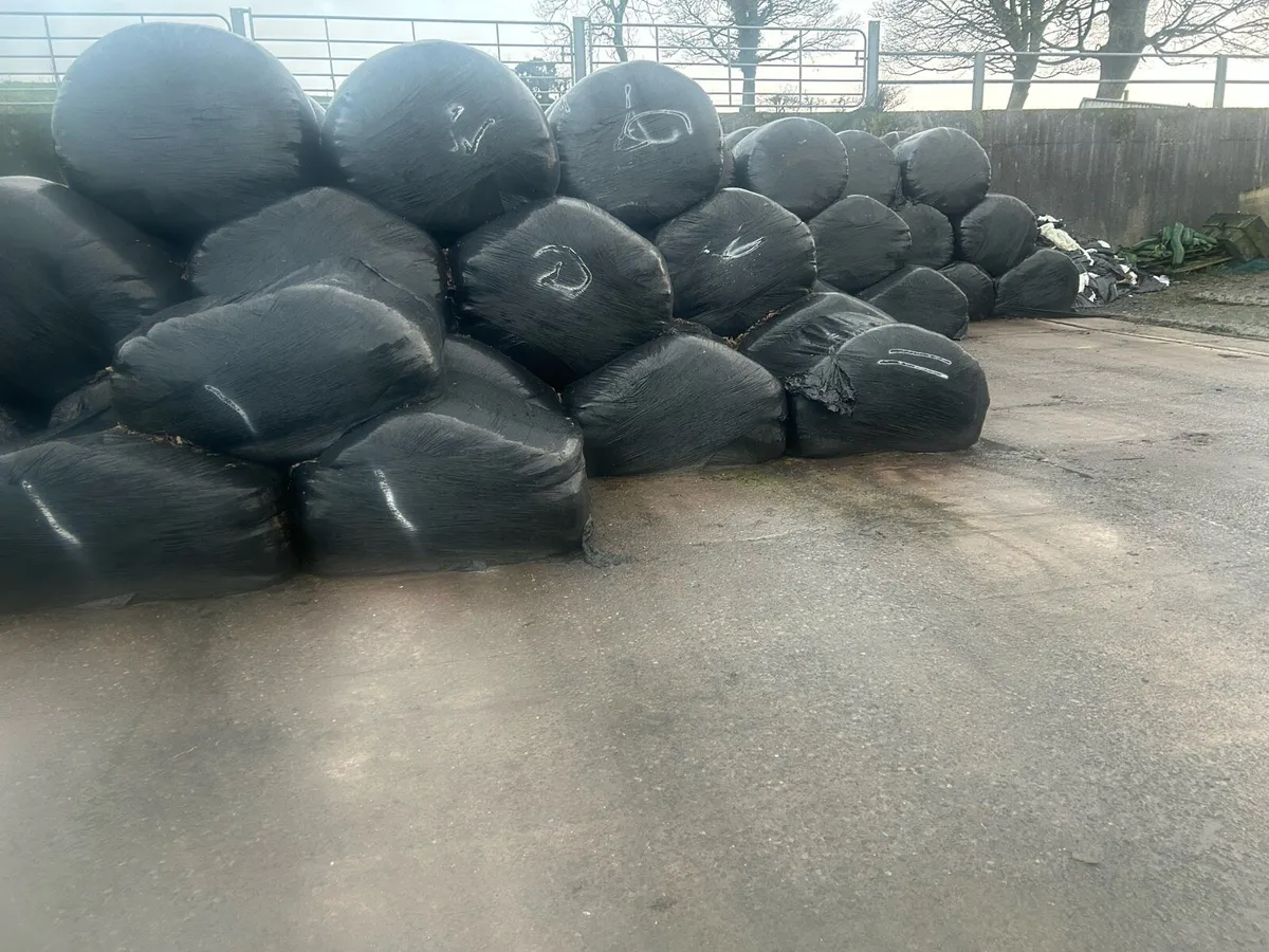 Round bales - Image 2