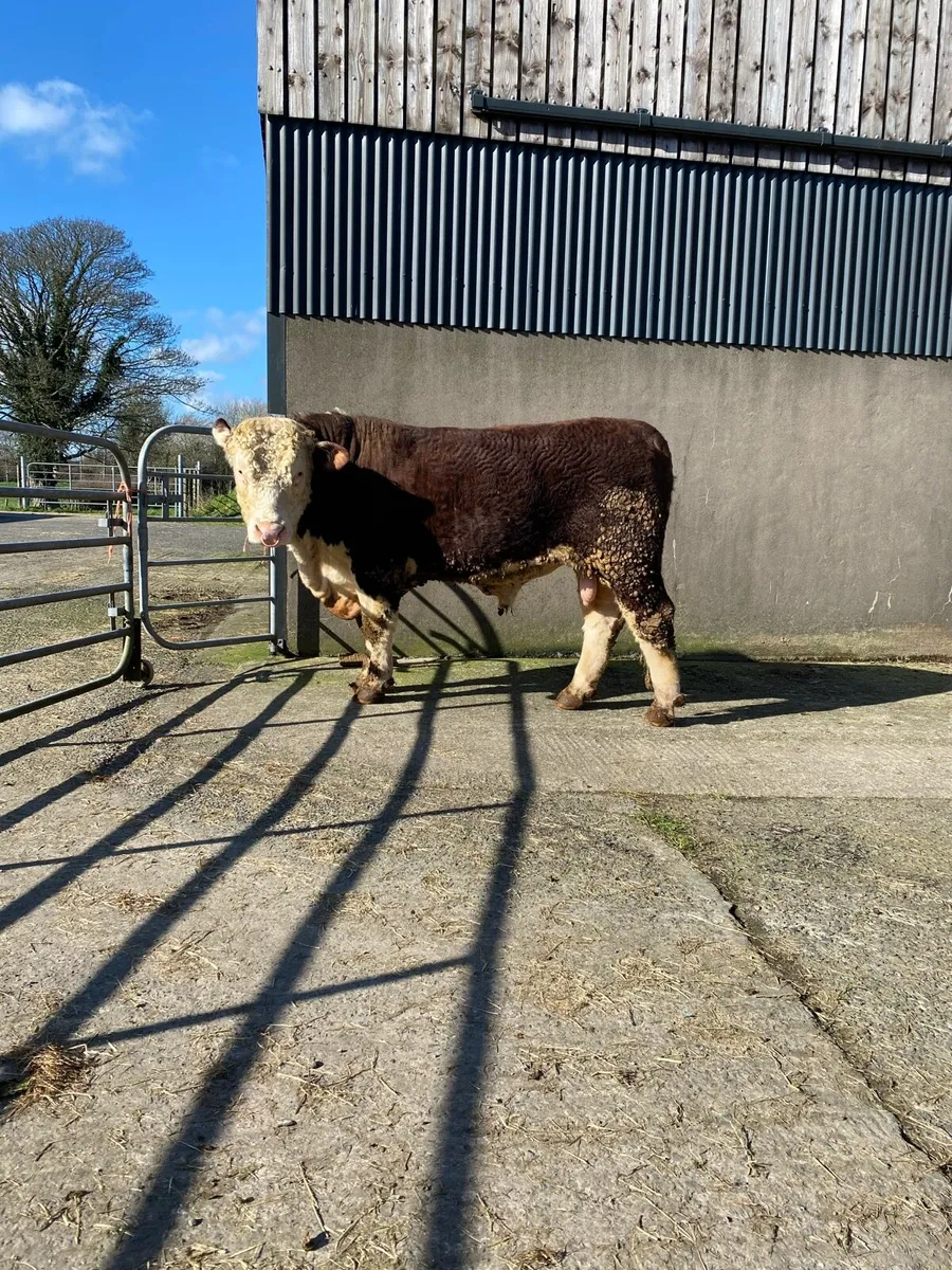 Pedigree Registered Hereford Bulls - Image 3