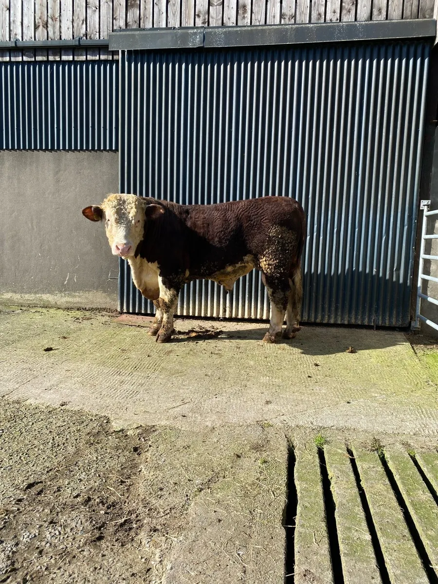Pedigree Registered Hereford Bulls - Image 1