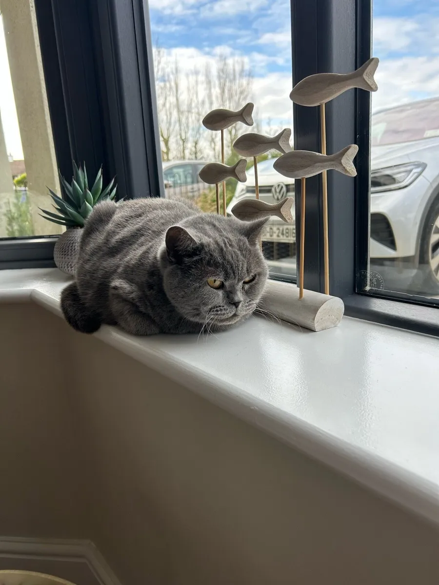 British Blue Cat - Image 1