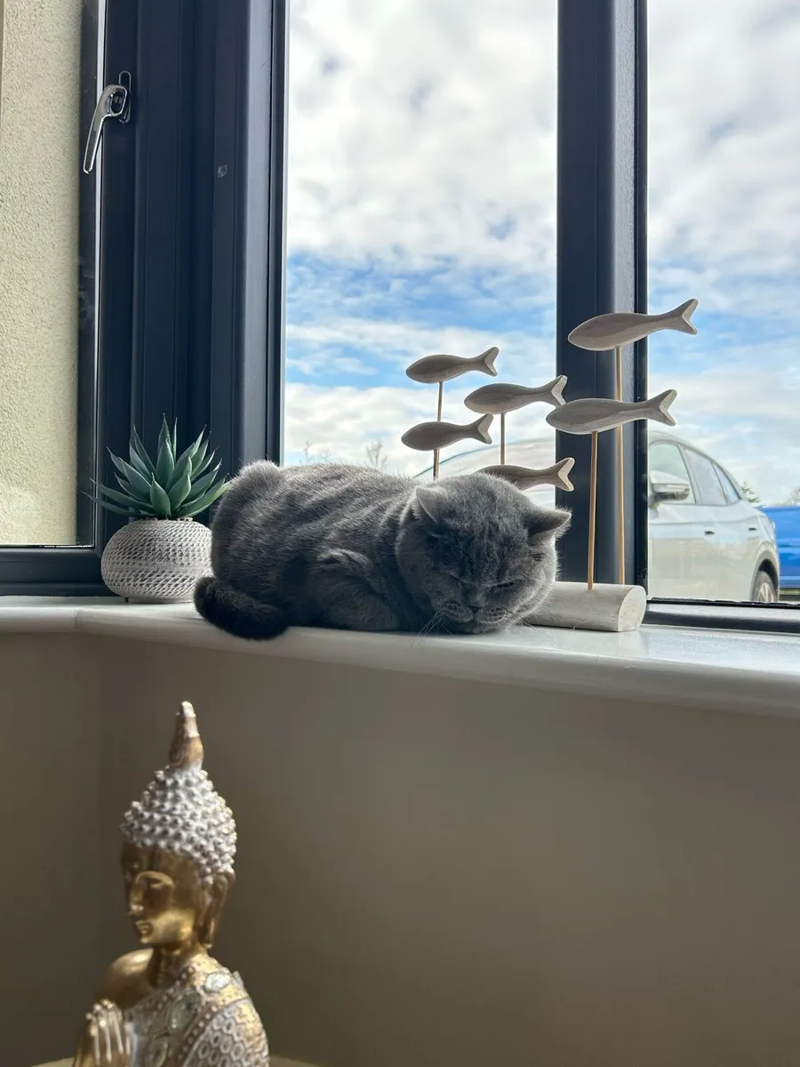 British Blue Cat - Image 2