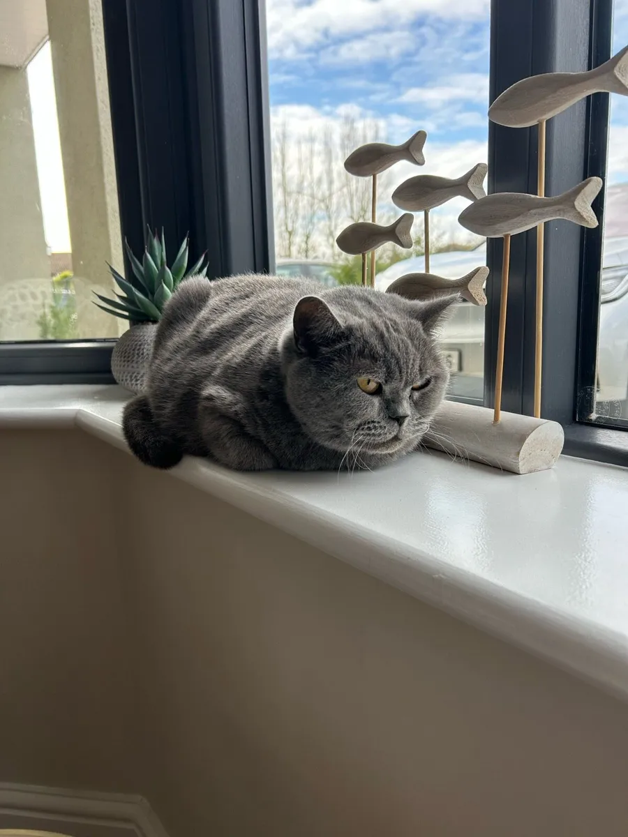 British Blue Cat - Image 3