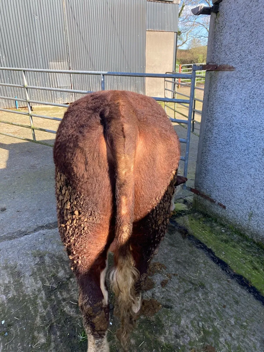 Pedigree Registered Hereford Bulls - Image 4