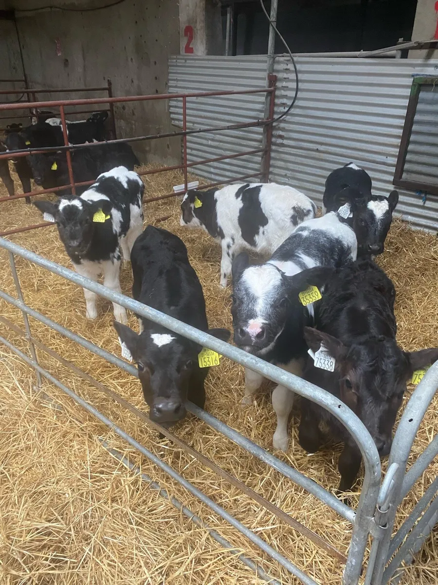 Award winning Beef calves - Image 2