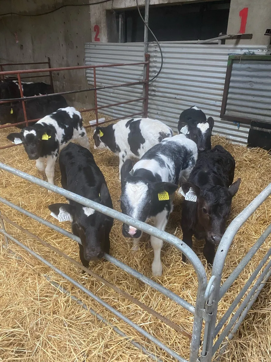Award winning Beef calves - Image 1