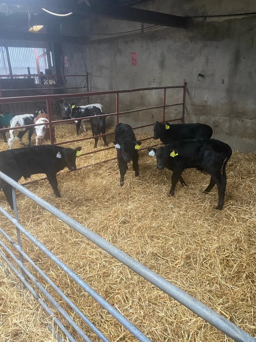 Award winning Beef calves - Image 4