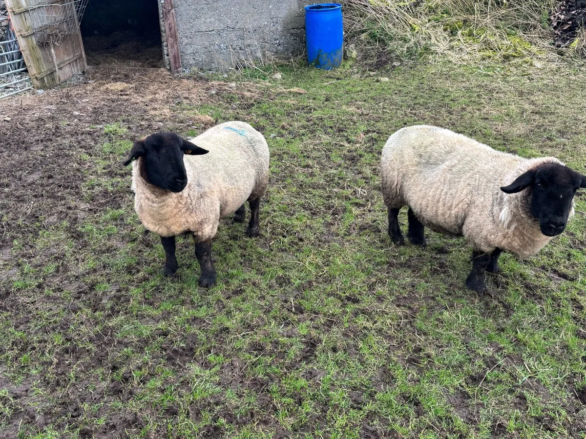 In Lamb Pb Suffolk’s - Image 1