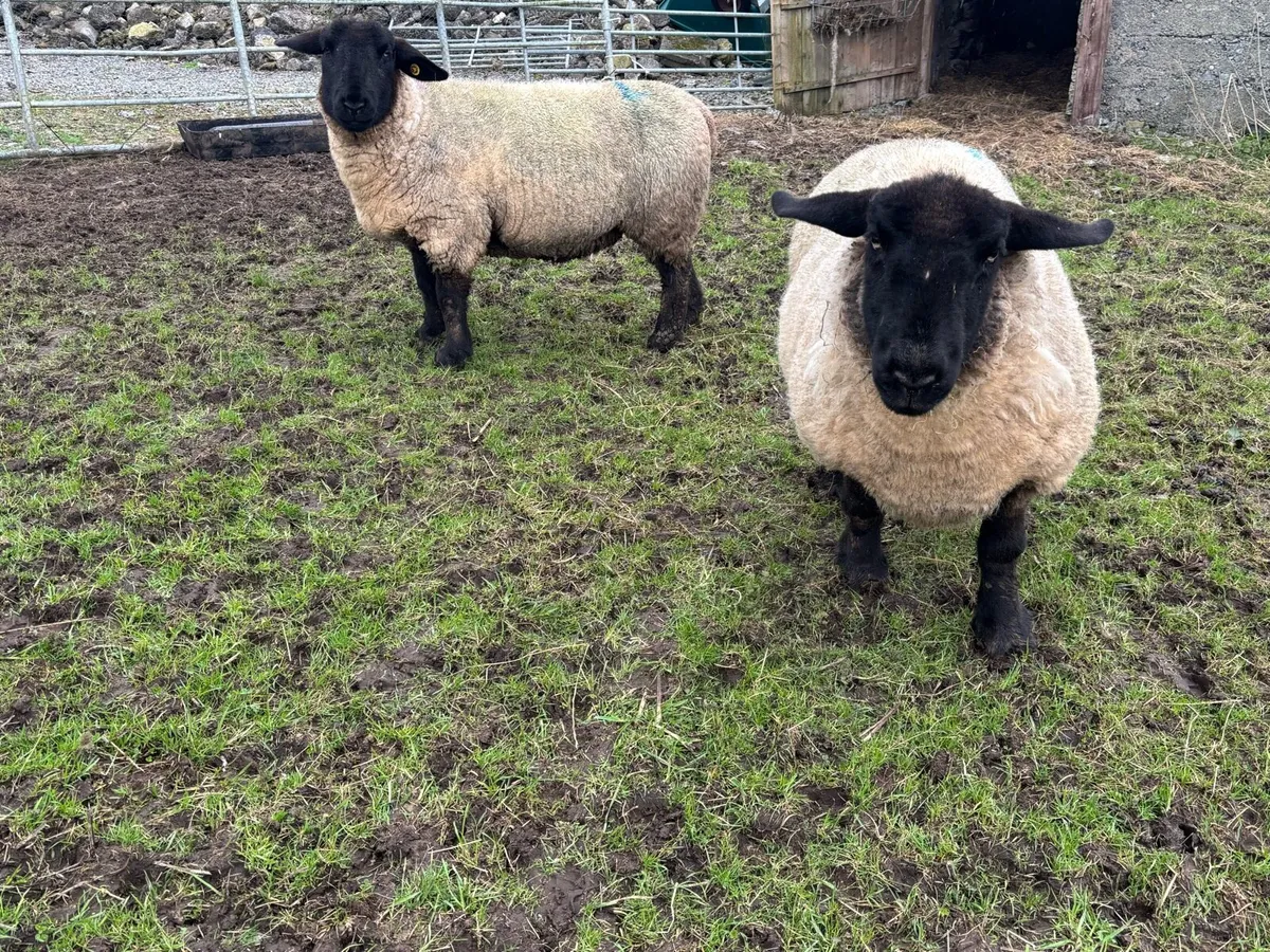 In Lamb Pb Suffolk’s - Image 2