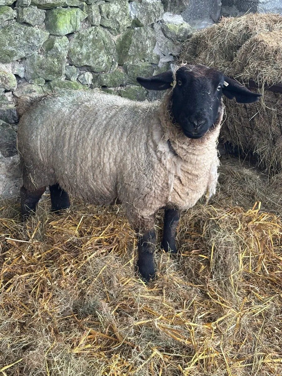 In Lamb Pb Suffolk’s - Image 3