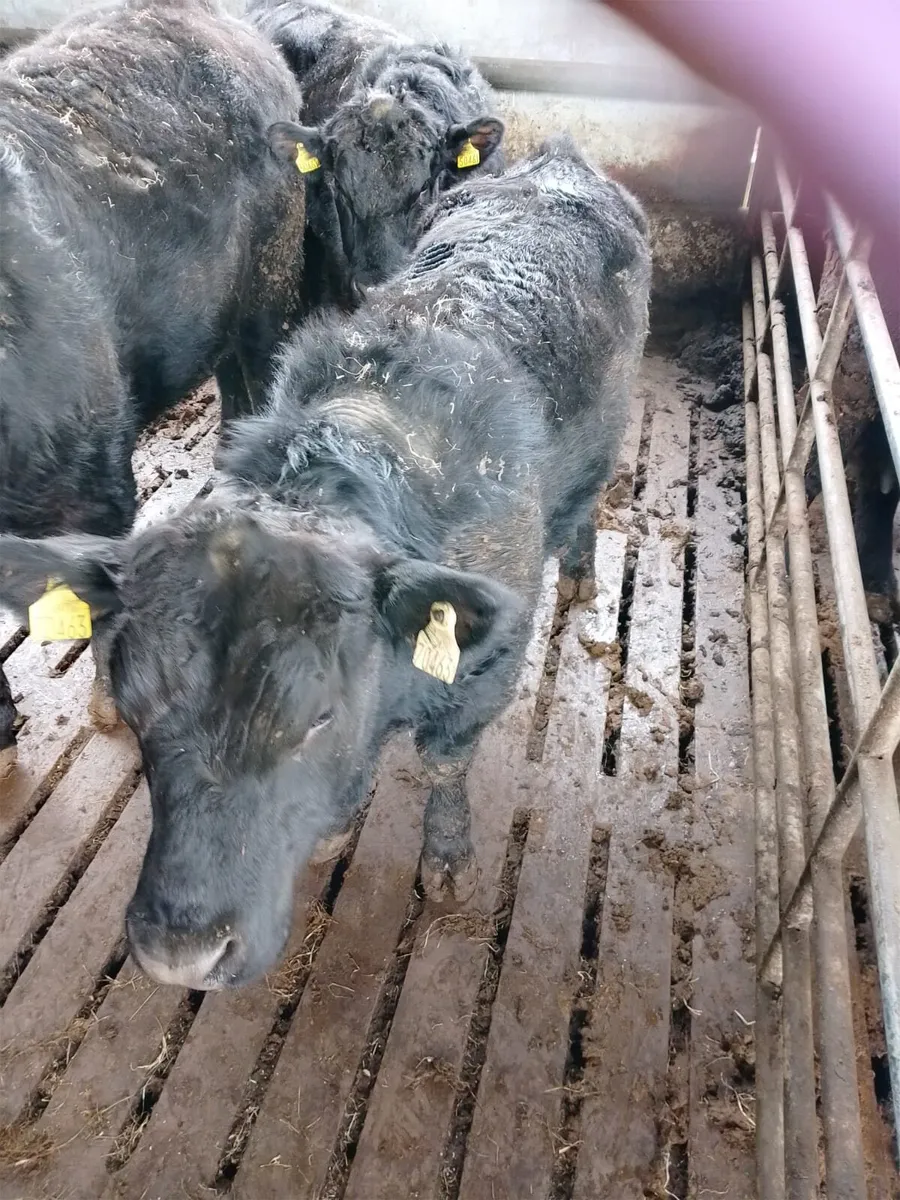 Purebred AA Bulls Pedigree Registered - Image 1