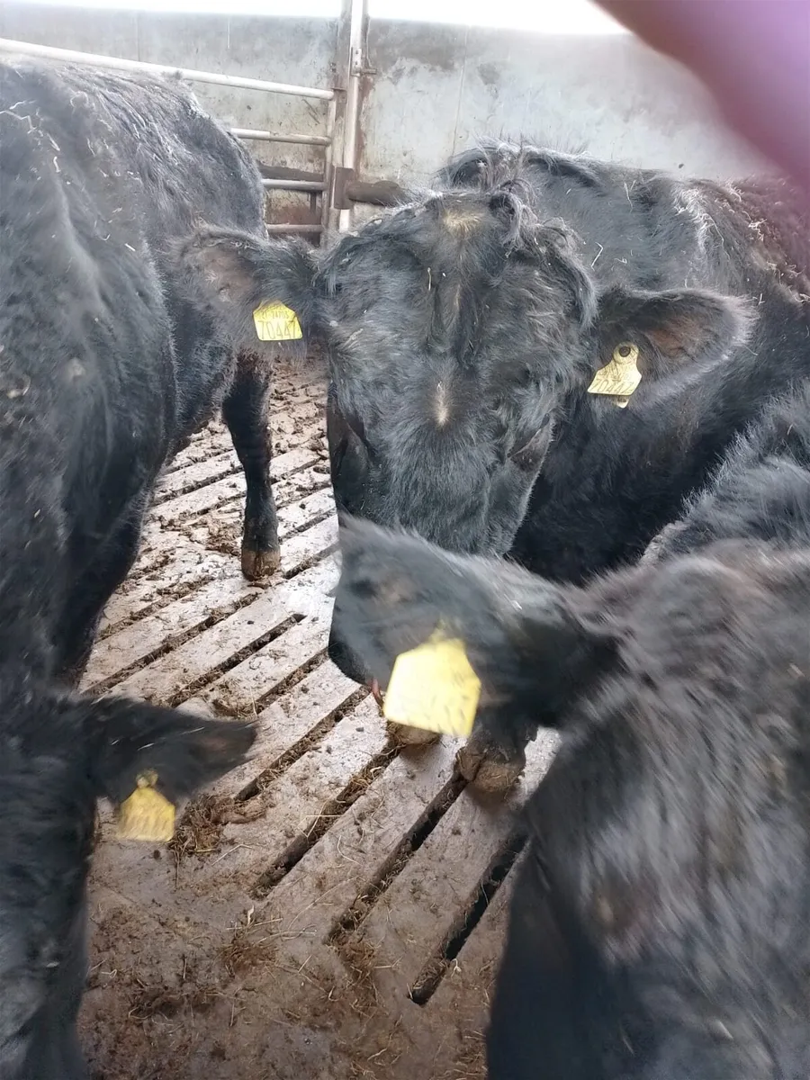 Purebred AA Bulls Pedigree Registered - Image 2