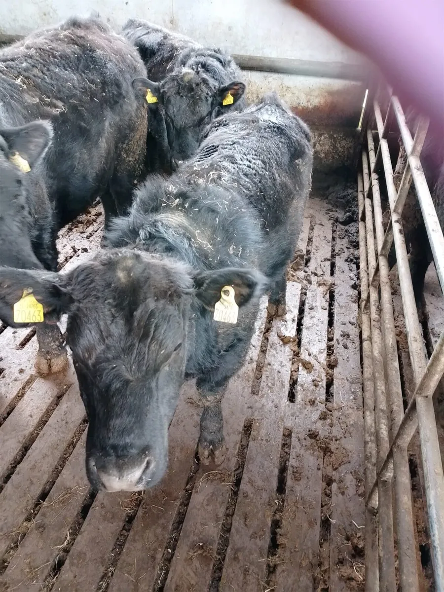 Purebred AA Bulls Pedigree Registered - Image 3