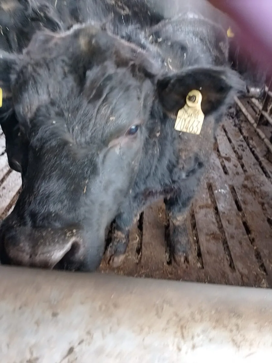 Purebred AA Bulls Pedigree Registered - Image 4