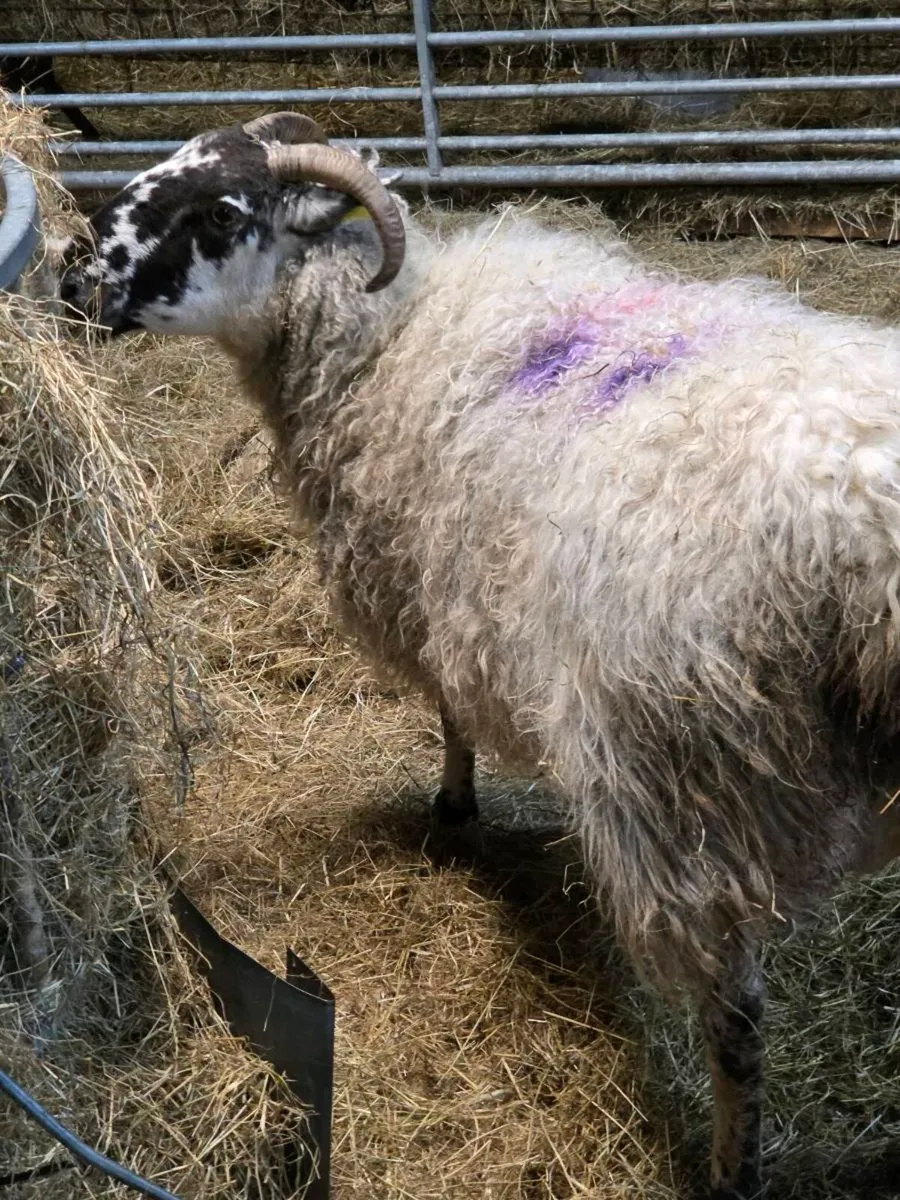 Foster ewe - Image 1