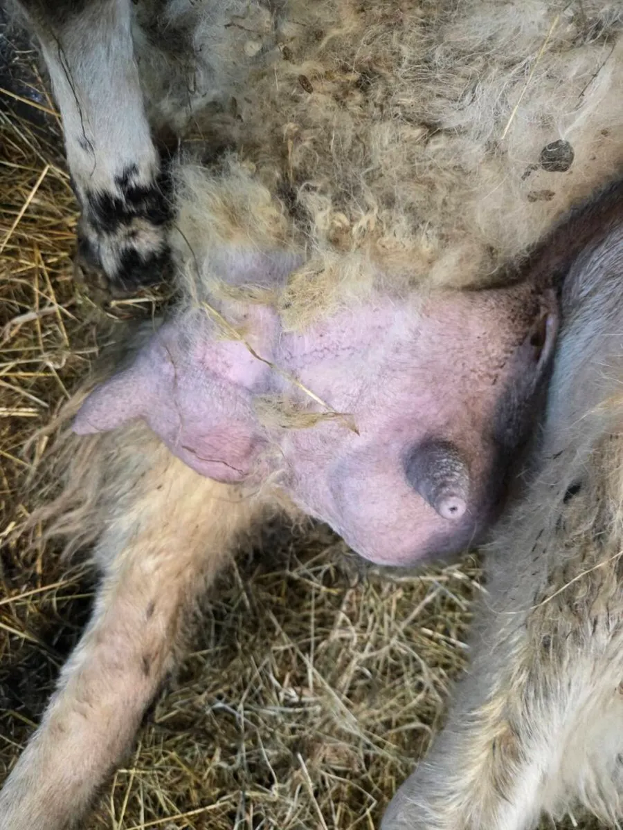 Foster ewe - Image 2