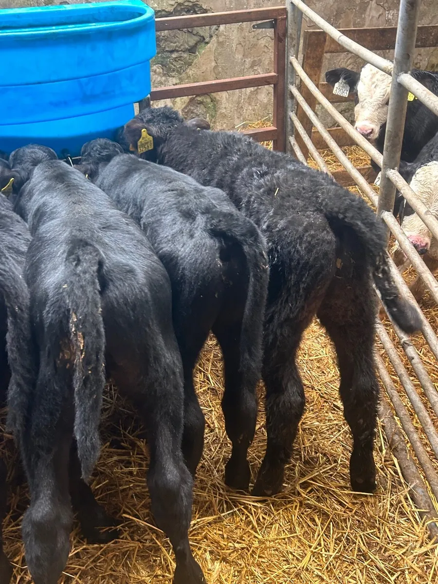 🌟25 Quality Angus/limosin Bull calves🌟No moves - Image 2