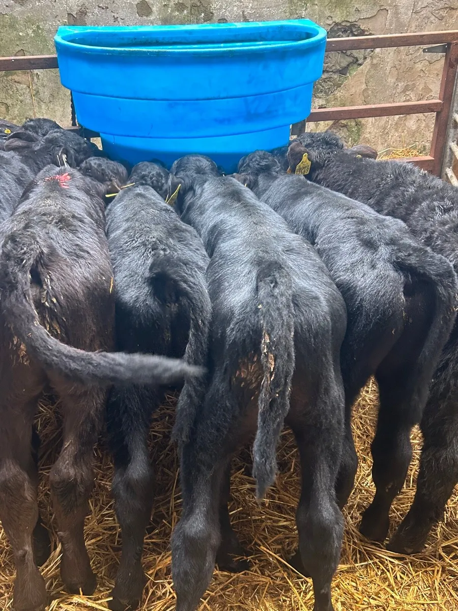 🌟25 Quality Angus/limosin Bull calves🌟No moves - Image 3