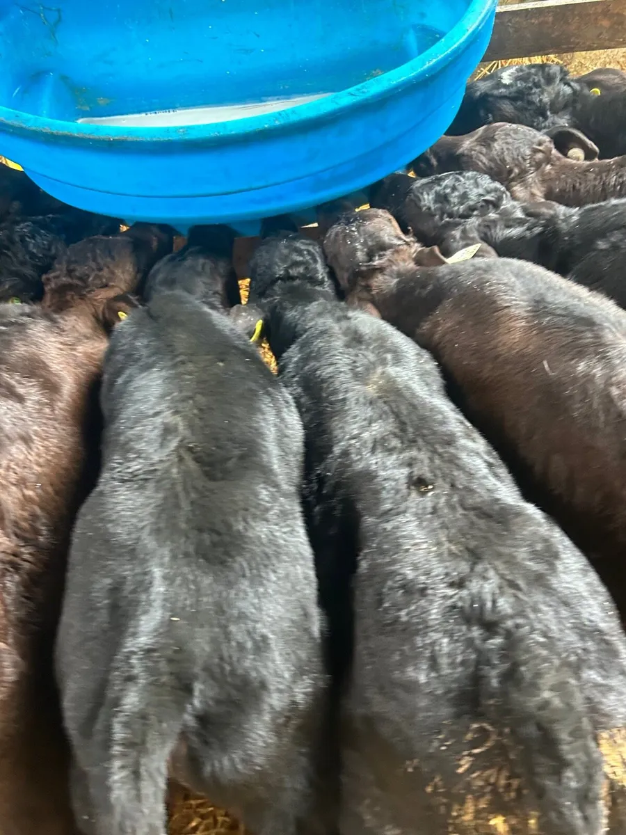 🌟25 Quality Angus/limosin Bull calves🌟No moves - Image 4