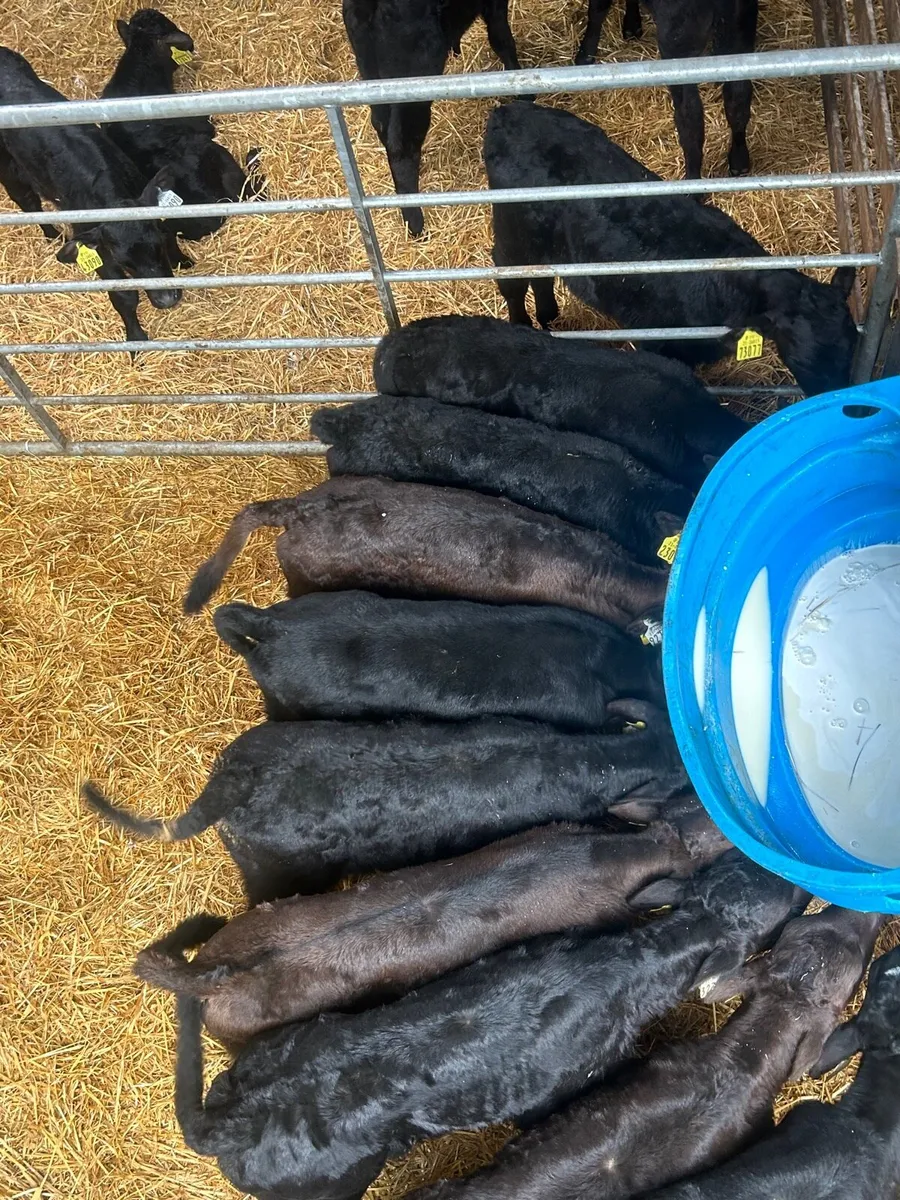 🌟25 Quality Angus/limosin Bull calves🌟No moves - Image 1