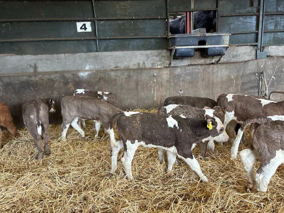 12 super strong Simmental heifer calf’s - Image 1