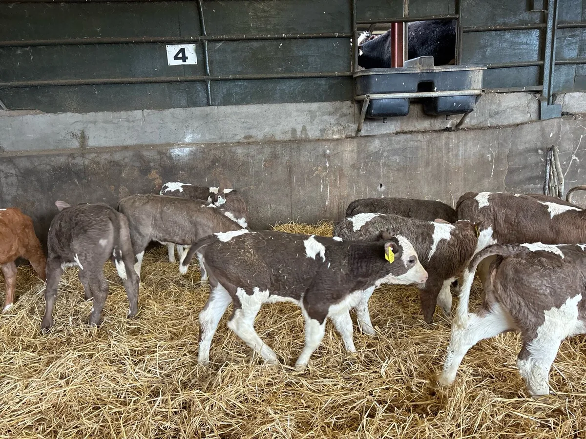 12 super strong Simmental heifer calf’s - Image 3