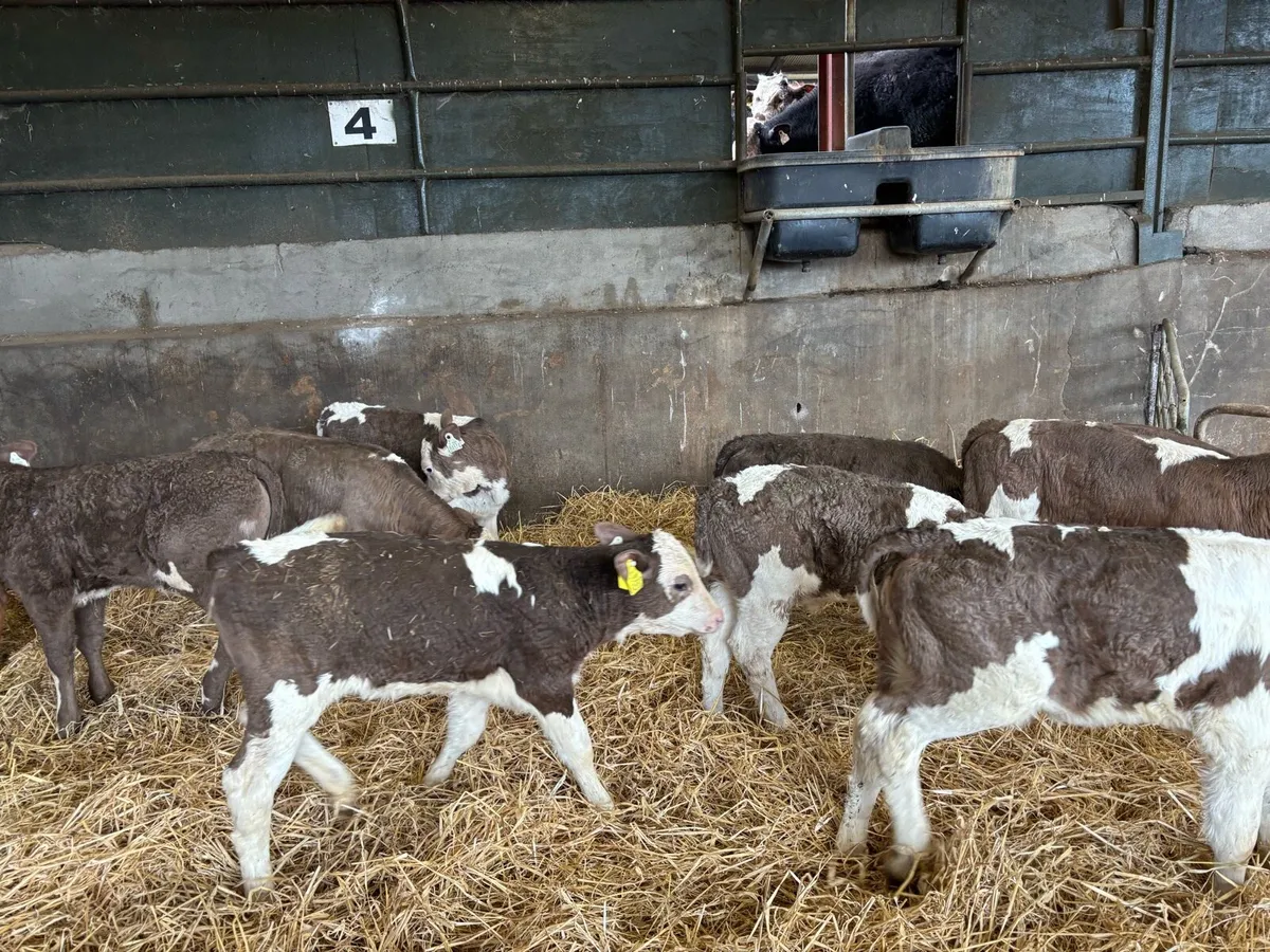 12 super strong Simmental heifer calf’s - Image 4