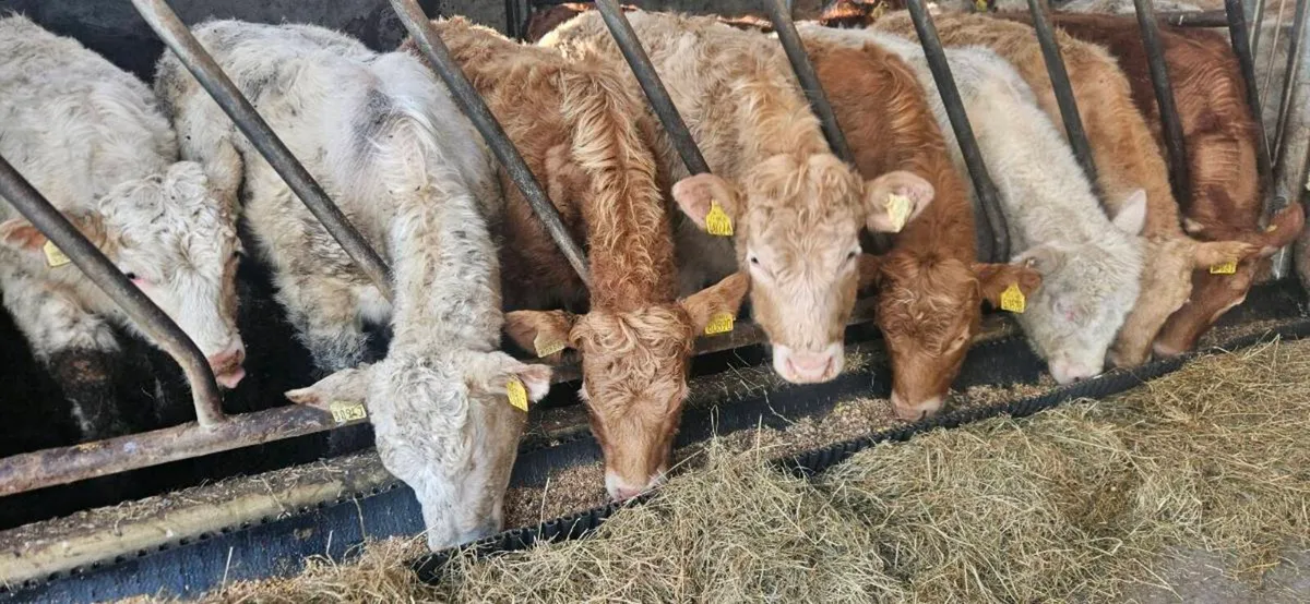 Super Continental Heifers - Image 3