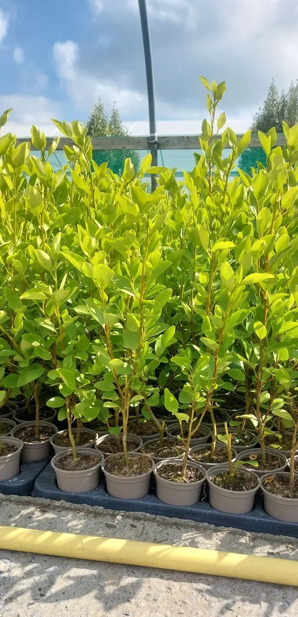 Griselinia Hedging - Image 1