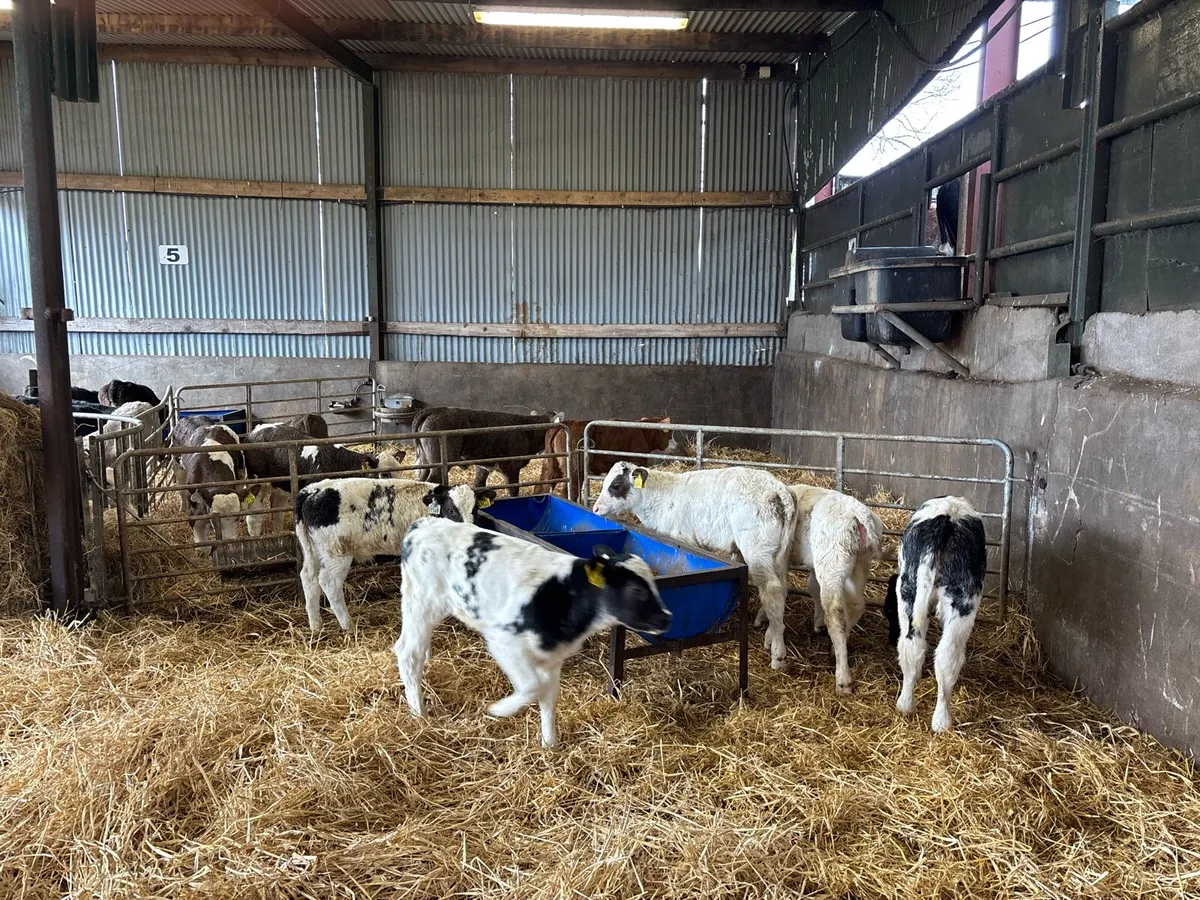 5 super Belgian blue bull calf’s - Image 2