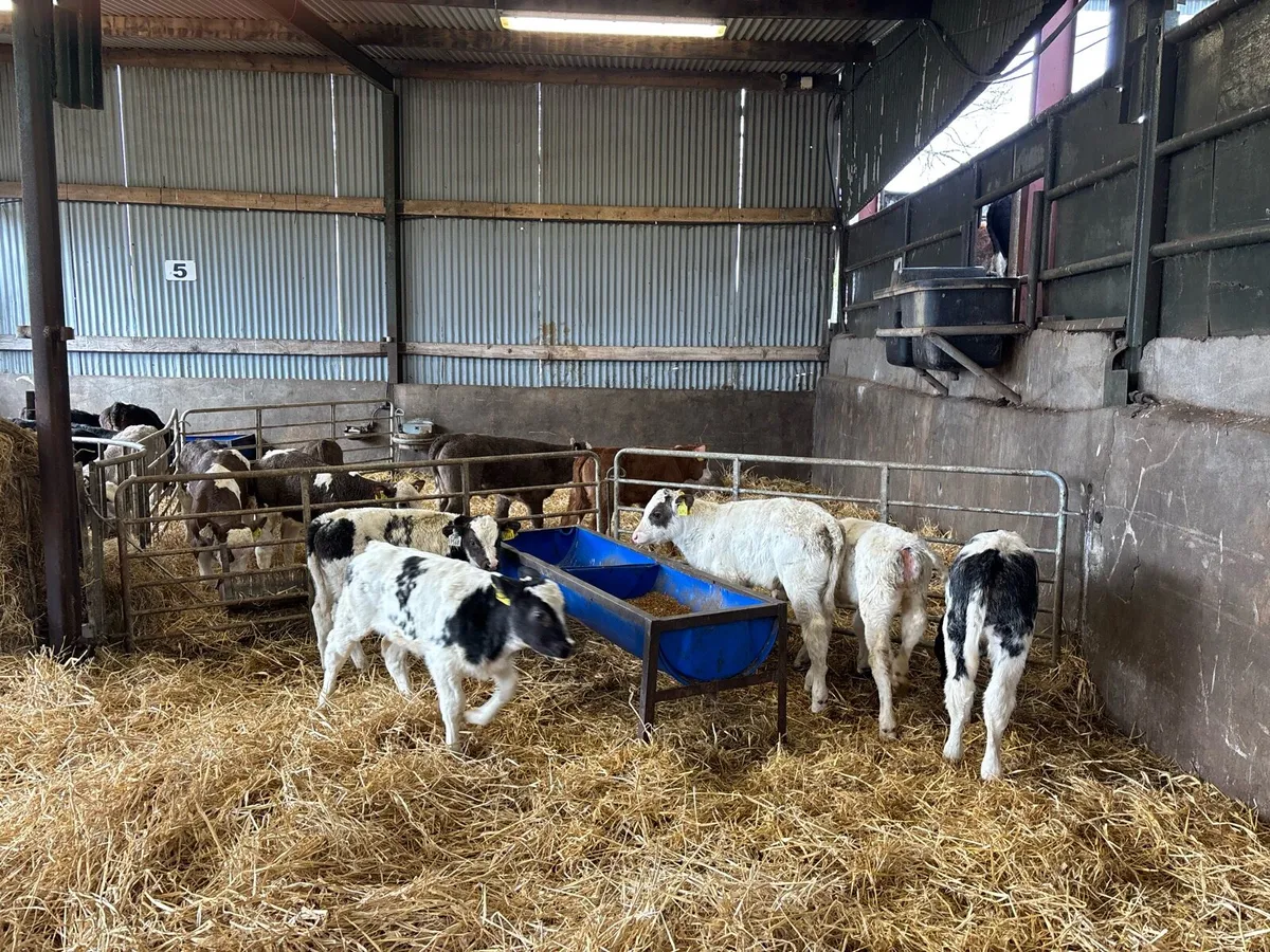 5 super Belgian blue bull calf’s - Image 3