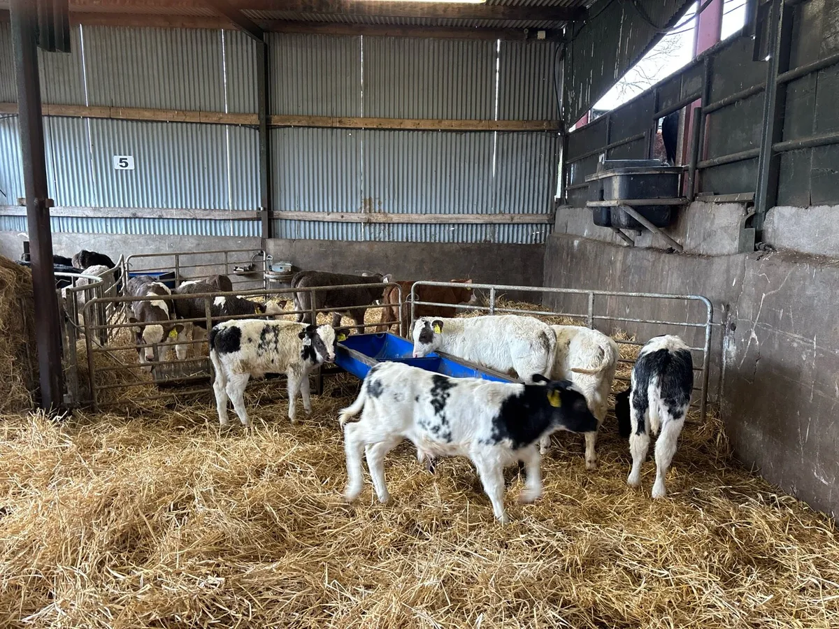 5 super Belgian blue bull calf’s - Image 1