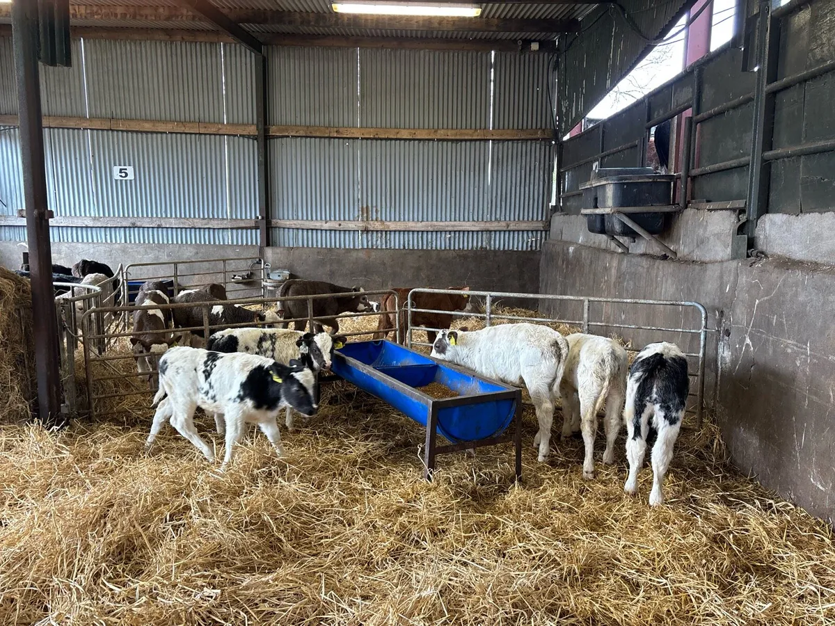 5 super Belgian blue bull calf’s - Image 4