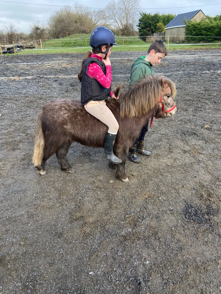 QUIET KIDS PONY €1250 - Image 2