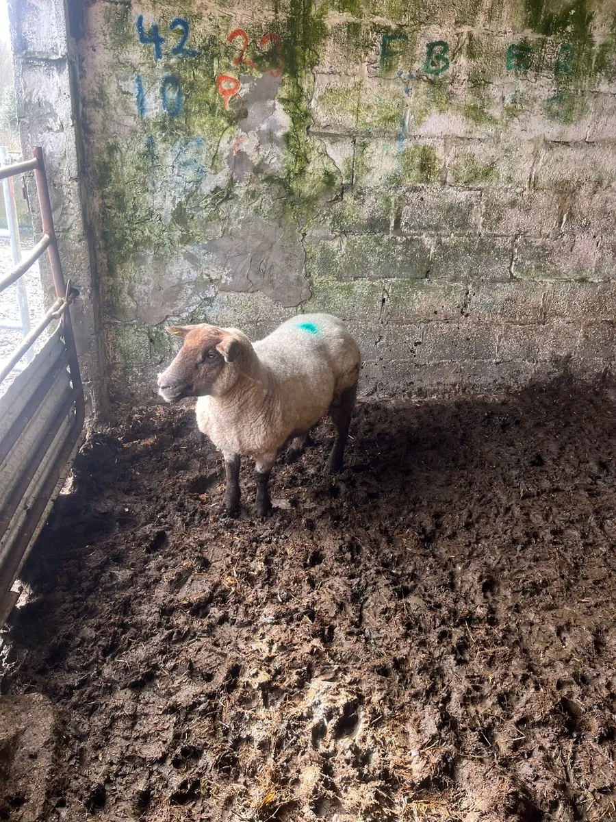 Foster Ewe - Image 1