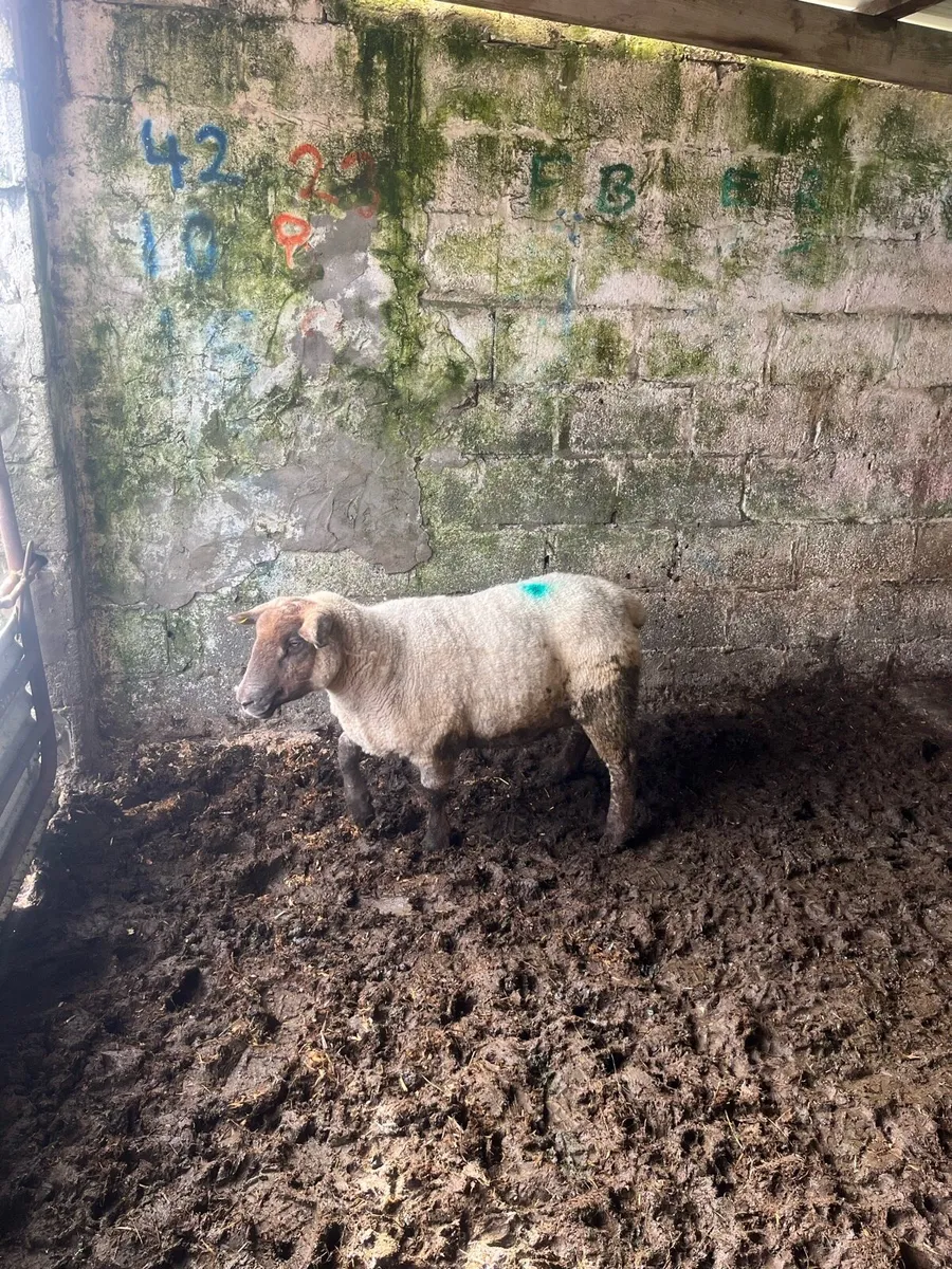 Foster Ewe - Image 2